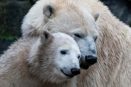 A ursa polar Hertha ao lado da mãe, Tonja, no zoológico de Berlim