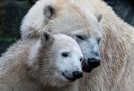 Zoológico de Berlim descobre que pais de filhote de urso polar são irmãos
