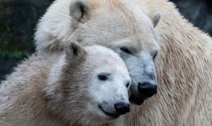 A ursa polar Hertha ao lado da mãe, Tonja, no zoológico de Berlim
