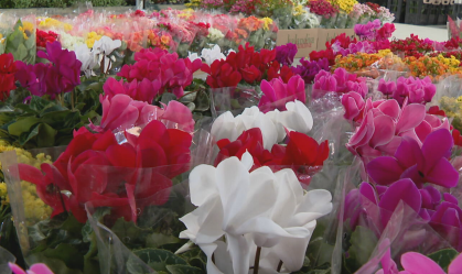 Mercadão das Flores vende a preço de custo, com renda indo para fornecedores