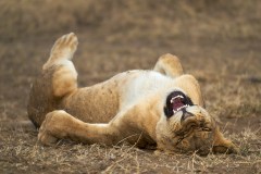 &quot;ROFL&quot;: um leão rola de rir no Parque Nacional do Serengeti, na Tanzânia