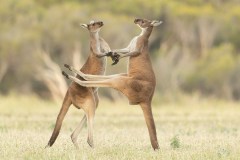 &quot;Errou!&quot;: dois cangurus lutavam em Perth, Austrália, mas um deles errou o chute