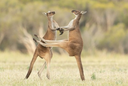 &quot;Errou!&quot;: dois cangurus lutavam em Perth, Austrália, mas um deles errou o chute