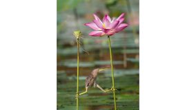 Uma água-mãe amarela se equilibra entre duas flores-de-lótus em Cingapura