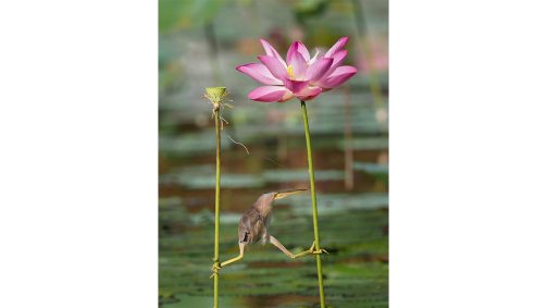 Uma água-mãe amarela se equilibra entre duas flores-de-lótus em Cingapura