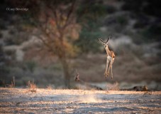 Cabra-de-leque salta de alegria no parque Kgalagadi, na África do Sul