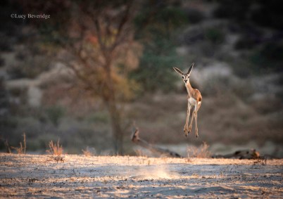 Cabra-de-leque salta de alegria no parque Kgalagadi, na África do Sul