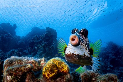 Peixe-cofre amarelo faz biquinho em Curaçau, no Caribe