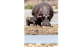 Bebê e mãe hipopótamo na Reserva Vwaza, no Malaui