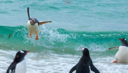 &quot;Feliz&quot;: penguins surfando nas ondas das Ilhas Falkland