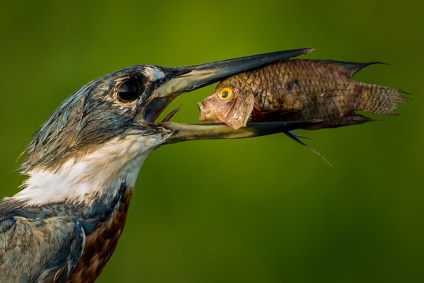 Peixe fica incrédulo ao ser capturado por um martim-pescador verde no Pantanal