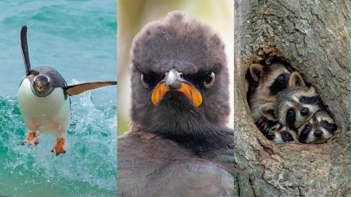Fotos finalistas do Prêmio de Fotografia de Comédia da Vida Selvagem 2021