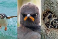 Concurso elege as fotos de animais mais engraçadas de 2021; veja as finalistas
