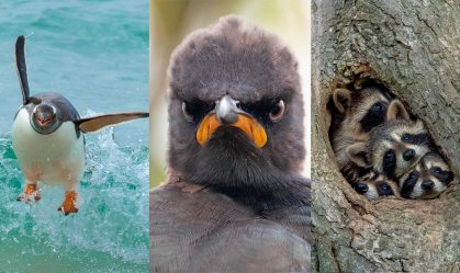 Fotos finalistas do Prêmio de Fotografia de Comédia da Vida Selvagem 2021