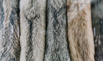 Grupo de moda Kering anuncia que não usará mais peles de animais