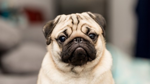 Cão da raça pug.