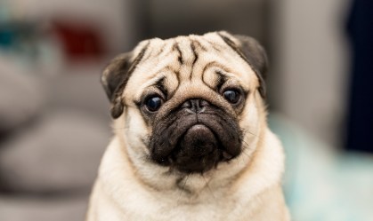 Pug testa positivo em família norte-americana que contraiu a COVID-19