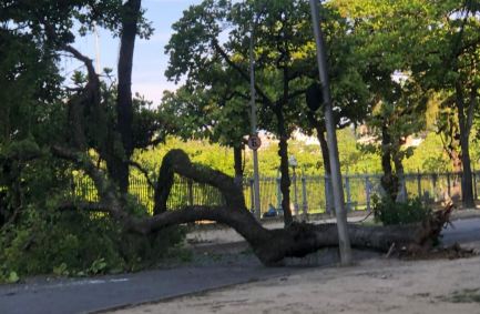 Árvore caída ao lado da praça Paris ainda sem atendimento da prefeitura do Rj