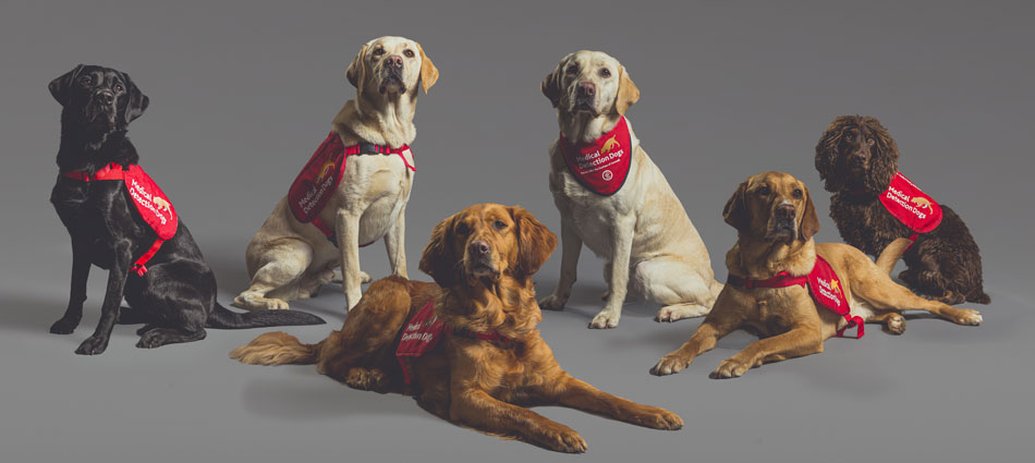 Cães que participaram de estudo de detecção de Covid-19