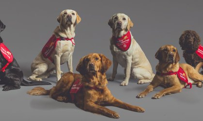 Cães que participaram de estudo de detecção de Covid-19