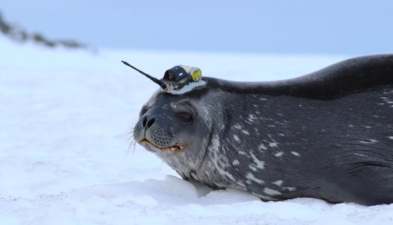 foca; antártica