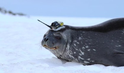 foca; antártica