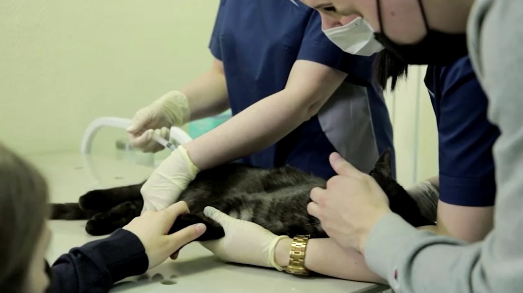 Rússia vacina animais contra o coronavírus