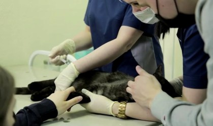 Rússia vacina animais contra o coronavírus