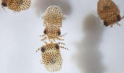 Lulas bobtail nadando na água do mar