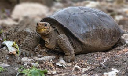 Tartaruga considerada extinta é encontrada em Galápagos