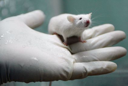 Rato de laboratório