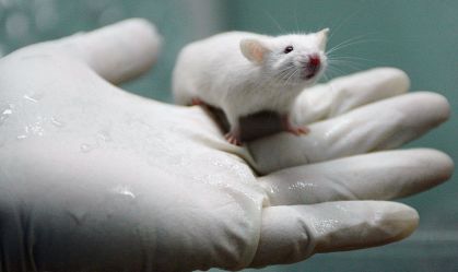 Rato de laboratório