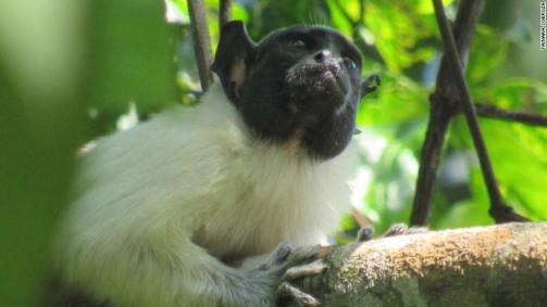 Os micos-leões estão em perigo de extinção