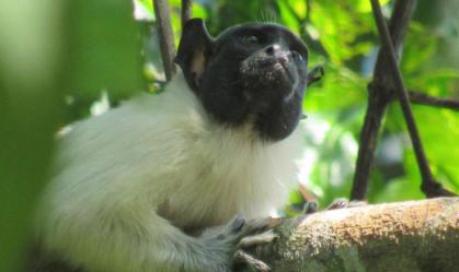 Os micos-leões estão em perigo de extinção