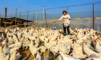 Fazendeira alimenta galinhas em Handan, na província chinesa de Hebei