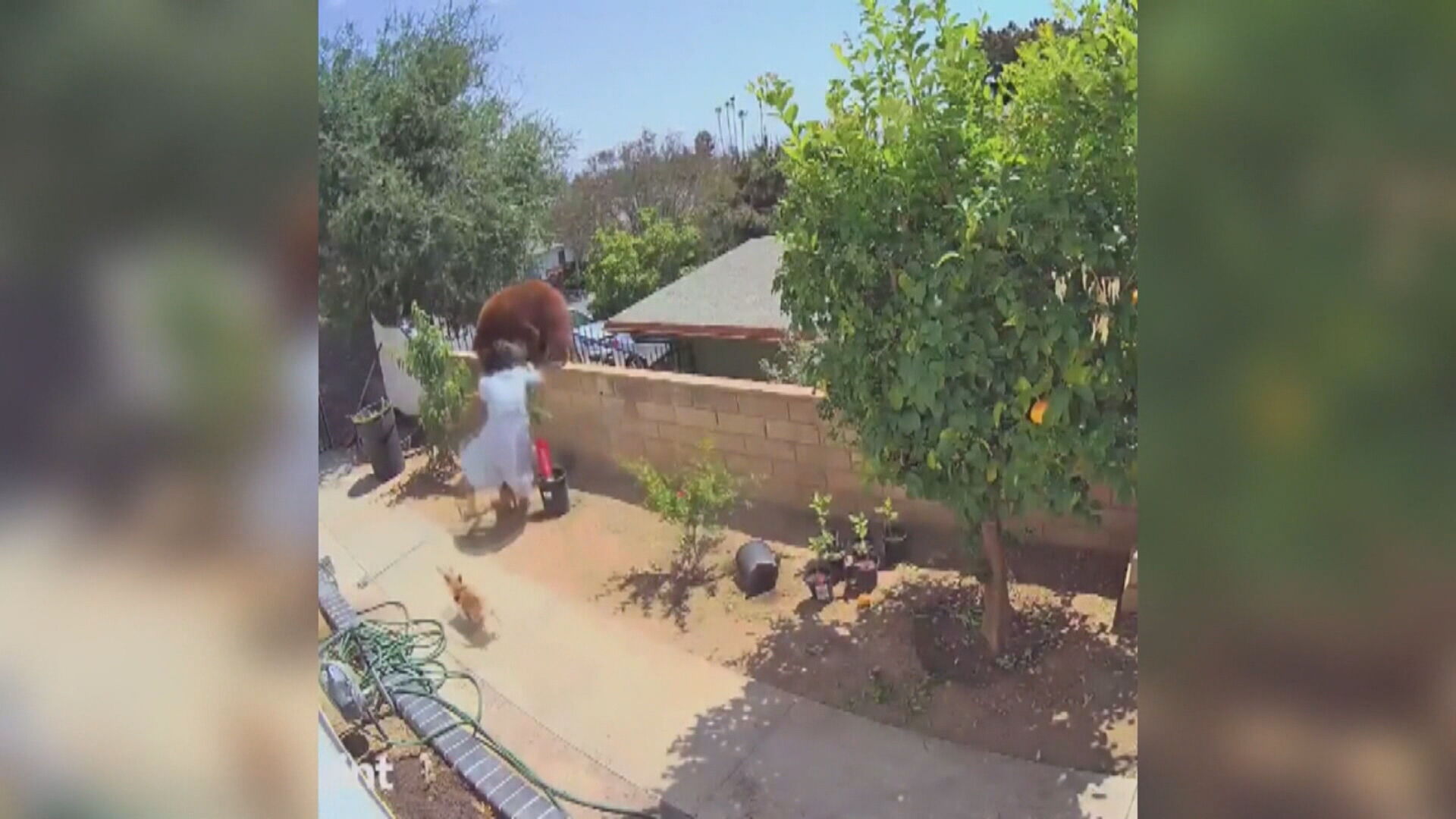 Adolescente empurrou ursa de muro nos EUA para salvar cão 