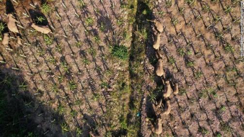 Manada de elefantes arrasa plantações na China/Reprodução/Getty Images