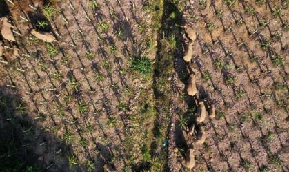 Manada de elefantes arrasa plantações na China/Reprodução/Getty Images