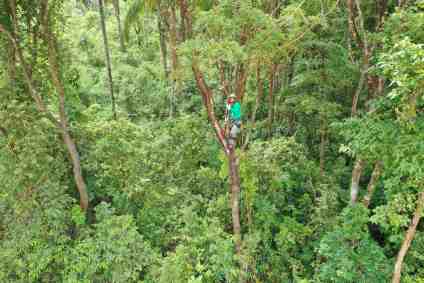 Mudas de espécies em extinção em Brumadinho