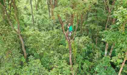 Cientistas aceleram crescimento de mudas para salvar espécies em Brumadinho