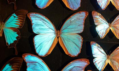 'Cor mais brilhante da Terra' pode ser o futuro da arte ecologicamente correta