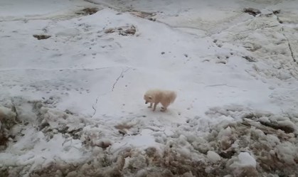 Marinheiros russos resgatam cachorro preso no gelo flutuante do Ártico