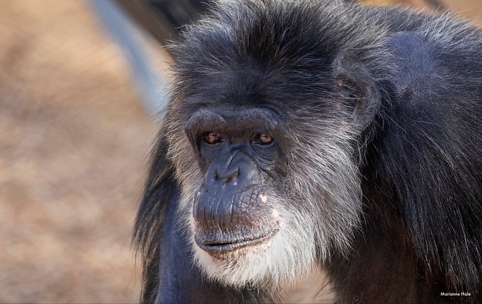 O chimpanzé Cobby, do Zoo de São Francisco