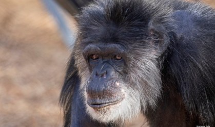 O chimpanzé Cobby, do Zoo de São Francisco