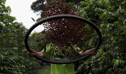 Plantação de café no Instituto Biológico de São Paulo