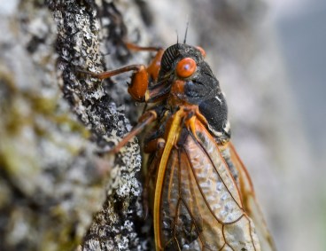 Cigarra na Pensilvânia, EUA