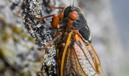 Avião fretado da imprensa da Casa Branca é atrasado por cigarras