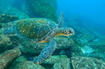 Tartaruga-verde nas Ilhas Cagarras, Rio de Janeiro