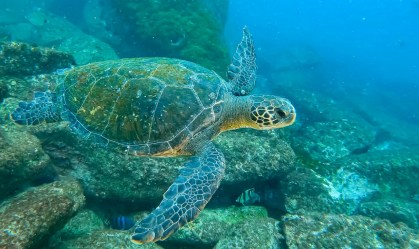 Ilhas Cagarras, no Rio de Janeiro, é o novo habitat das tartarugas-verdes