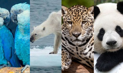 Ararinha-azul, urso polar, onça-pintada e panda gigante